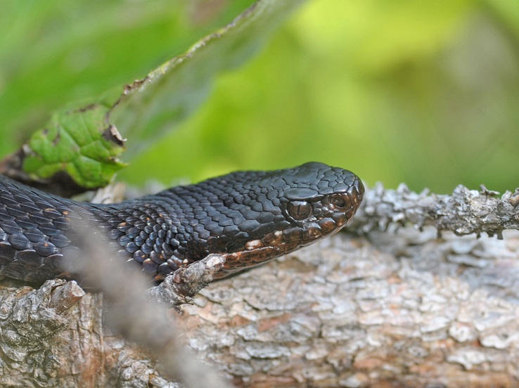 Vipera berus